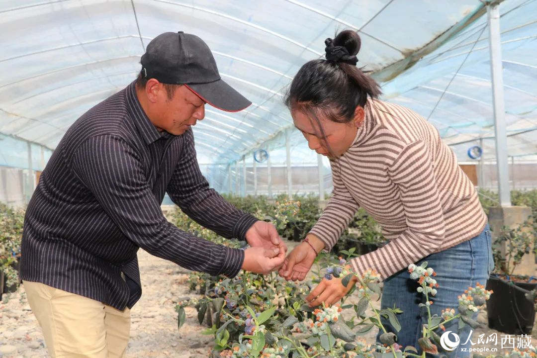 技術(shù)員劉家平和措姆在溫室大棚檢查藍莓的長勢。次仁龍布攝