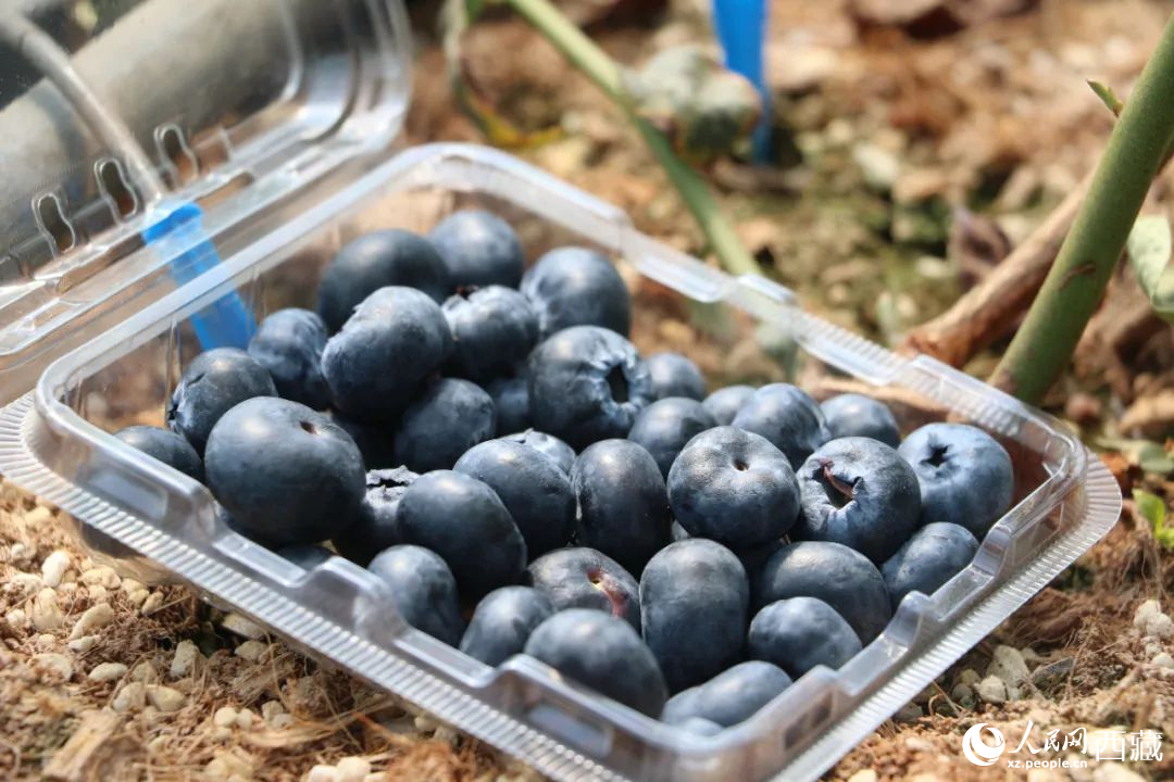 藍莓表面覆蓋著天然果霜。次仁龍布攝