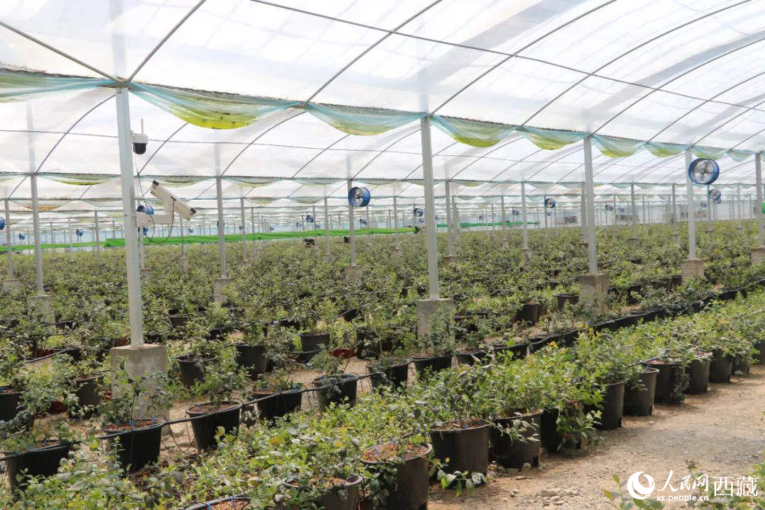 戈壁田園藍莓工業(yè)化種植基地。次仁龍布攝
