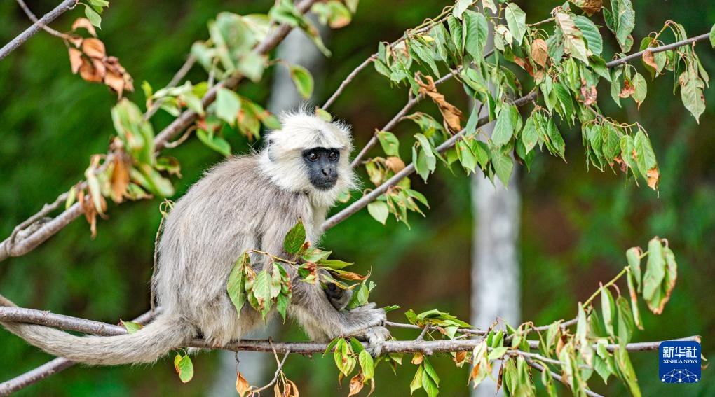 西藏亞?wèn)|：長(zhǎng)尾葉猴下山“會(huì)客”