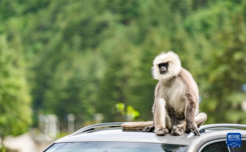 西藏亞?wèn)|：長(zhǎng)尾葉猴下山“會(huì)客”