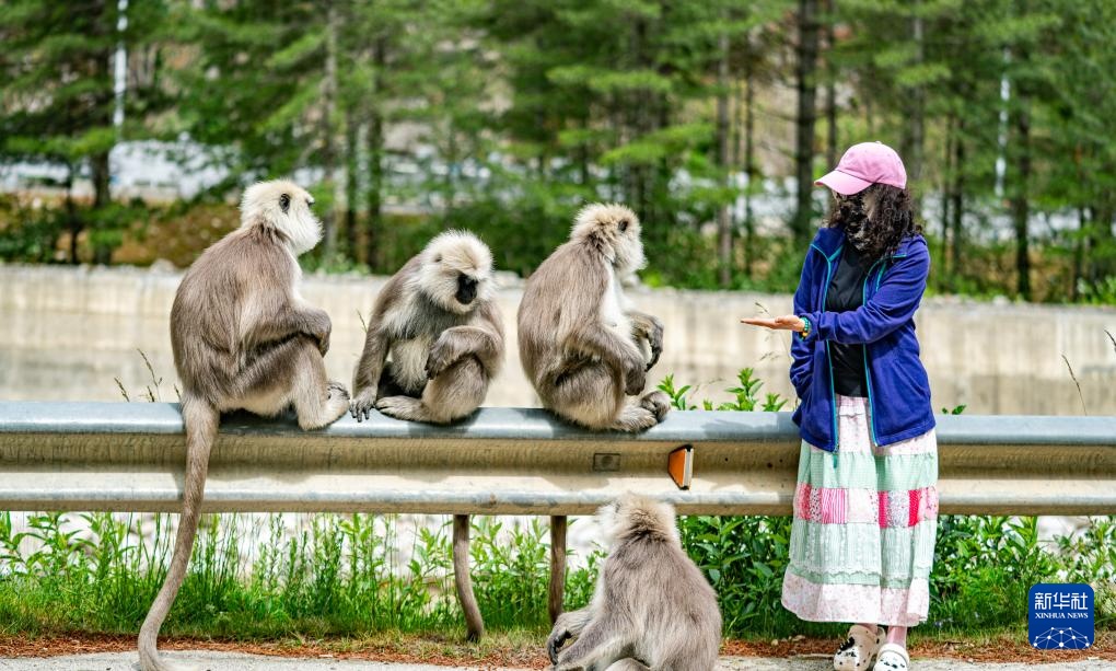 西藏亞?wèn)|：長(zhǎng)尾葉猴下山“會(huì)客”