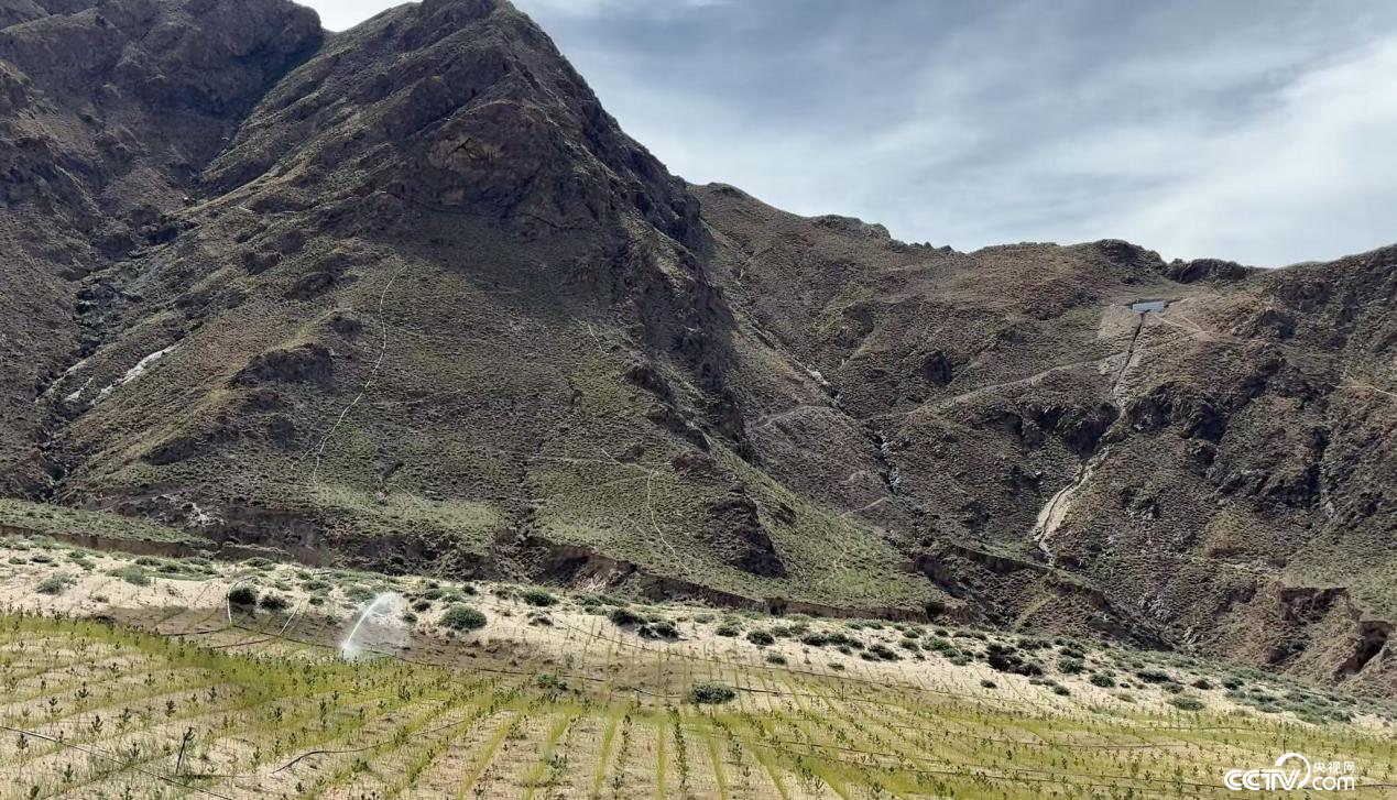 拉薩南北山綠化工程貢嘎段11號片區(qū)（攝影 李婷婷）