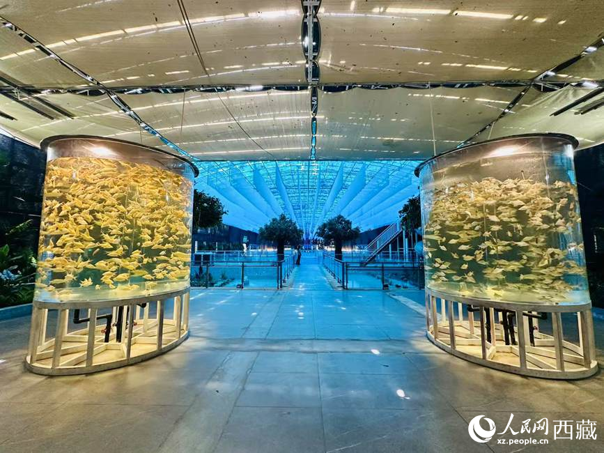 西普海洋公園。人民網(wǎng)記者 次仁羅布攝