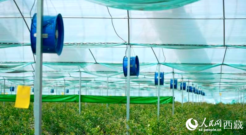 藍(lán)莓種植的智能溫室場景。羅雨欣攝