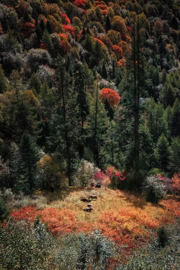懂西藏的人，一定不會(huì)錯(cuò)過(guò)林芝的秋天