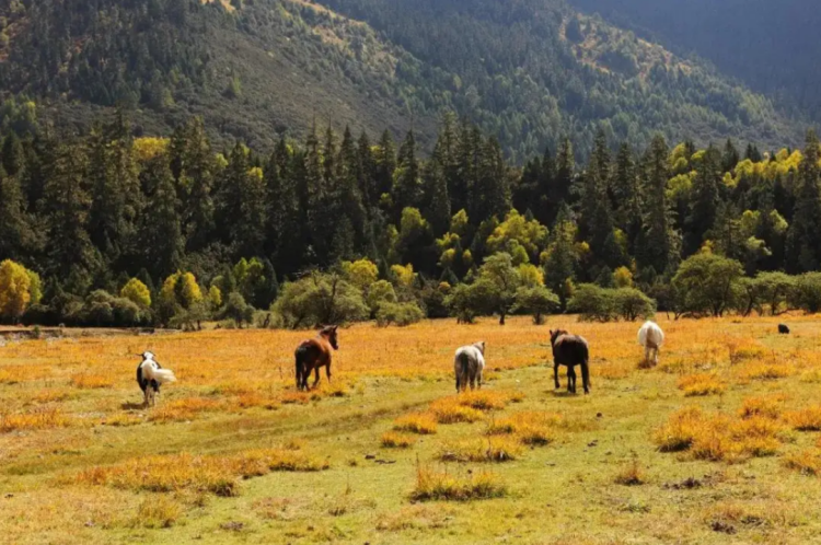懂西藏的人，一定不會(huì)錯(cuò)過(guò)林芝的秋天