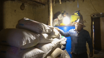 青稞“蛻變”，牦?！俺鋈Α?！看西藏農(nóng)牧民的“十四五”豐收答卷