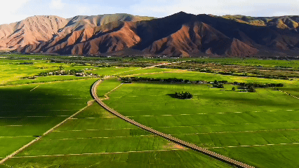 青稞“蛻變”，牦?！俺鋈Α?！看西藏農(nóng)牧民的“十四五”豐收答卷
