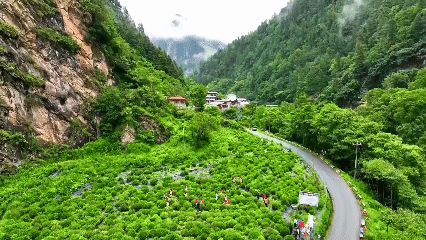 青稞“蛻變”，牦?！俺鋈Α?！看西藏農(nóng)牧民的“十四五”豐收答卷