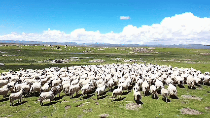 青稞“蛻變”，牦牛“出圈”！看西藏農(nóng)牧民的“十四五”豐收答卷