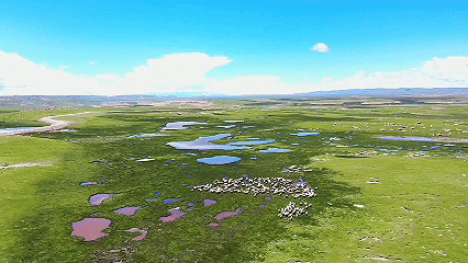 青稞“蛻變”，牦牛“出圈”！看西藏農(nóng)牧民的“十四五”豐收答卷