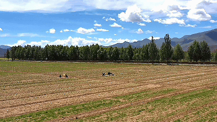 青稞“蛻變”，牦牛“出圈”！看西藏農(nóng)牧民的“十四五”豐收答卷