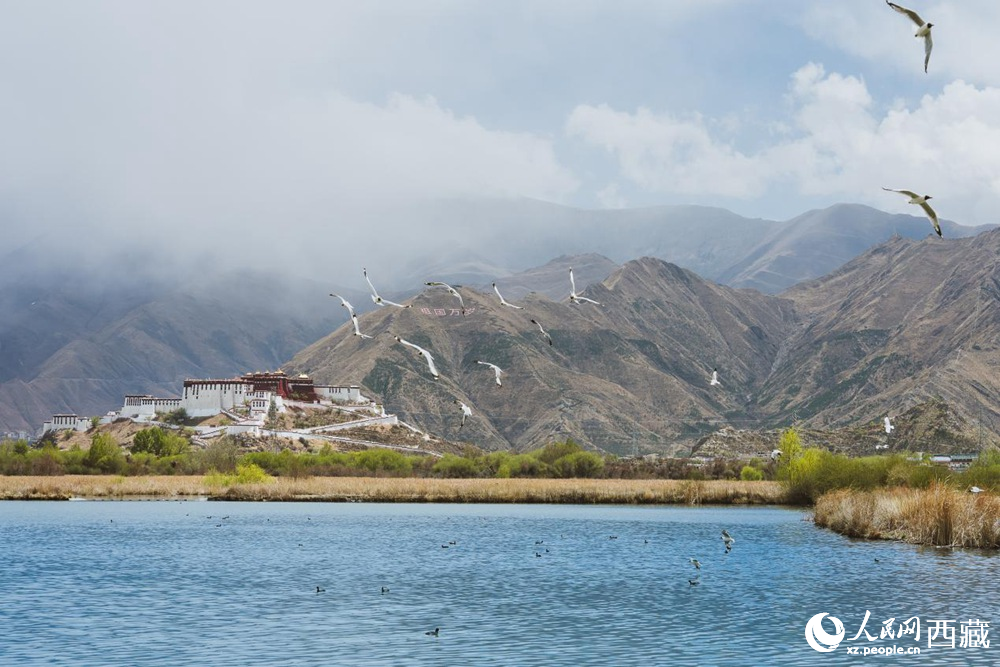 拉魯濕地呈現(xiàn)一幅流動(dòng)的國風(fēng)畫卷。曹曦元攝