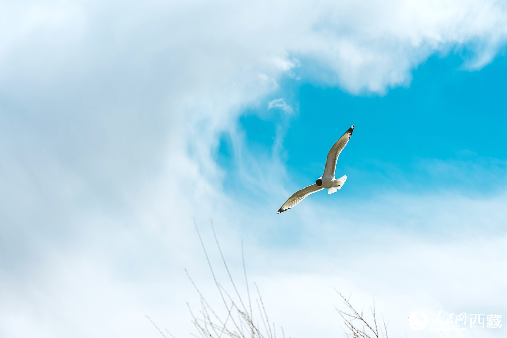  拉魯濕地生態(tài)治理成果斐然，生物資源得到恢復發(fā)展。曹曦元攝