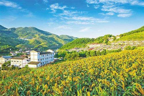 【理上網(wǎng)來o輝煌十九大】鄉(xiāng)村振興戰(zhàn)略：更綜合、全面、系統(tǒng)的發(fā)展戰(zhàn)略