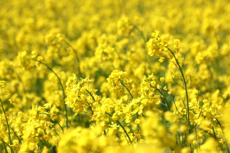 油菜花盛開。洛克攝