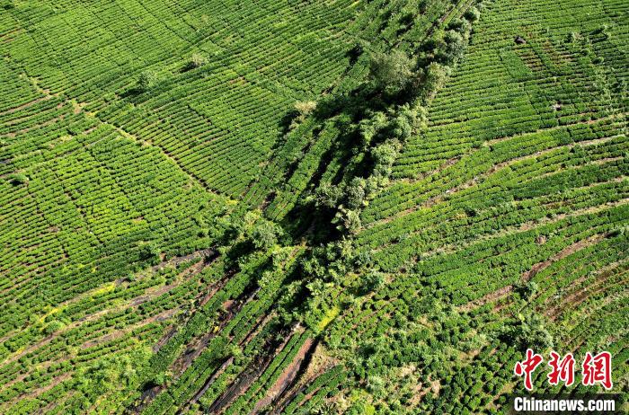 圖為西藏林芝市墨脫縣果果塘大拐彎附近的茶田。(無人機(jī)照片) 李林 攝