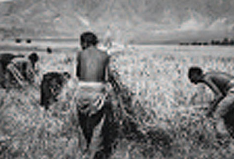 農(nóng)奴在烈日下收割青稞