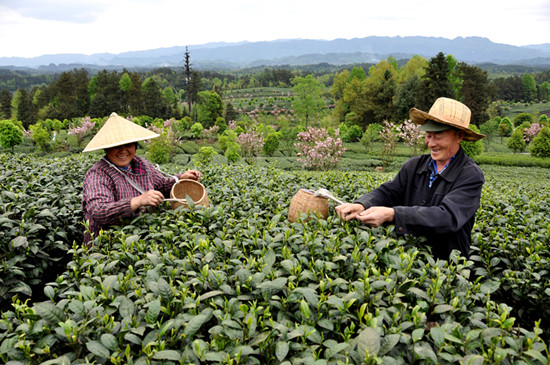 貴州省湄潭縣大力發(fā)展茶葉產(chǎn)業(yè)，60萬畝生態(tài)茶園實(shí)現(xiàn)了“綠水青山變成金山銀山”，生態(tài)與經(jīng)濟(jì)協(xié)調(diào)發(fā)展。圖為湄潭縣湄江街道金花村茶農(nóng)采茶 瞿欣含攝 _副本.jpg