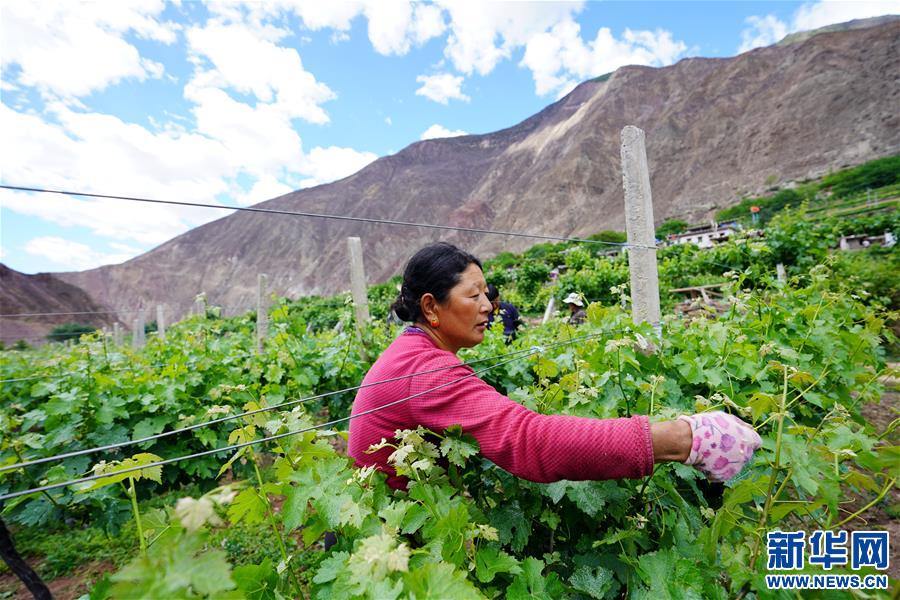 (決戰(zhàn)決勝脫貧攻堅·圖文互動)(2)西藏昌都“甜蜜”產(chǎn)業(yè)助脫貧