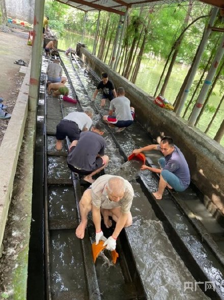 場面震撼！中國龍舟之鄉(xiāng)順德舉行起龍儀式