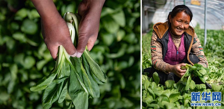 (社會(huì))(5)雙手的“新生”——來自西藏民主改革第一村的影像記錄