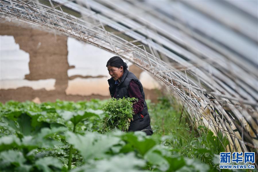 (脫貧攻堅(jiān))(4)藏東脫貧影像:溫室大棚助脫貧