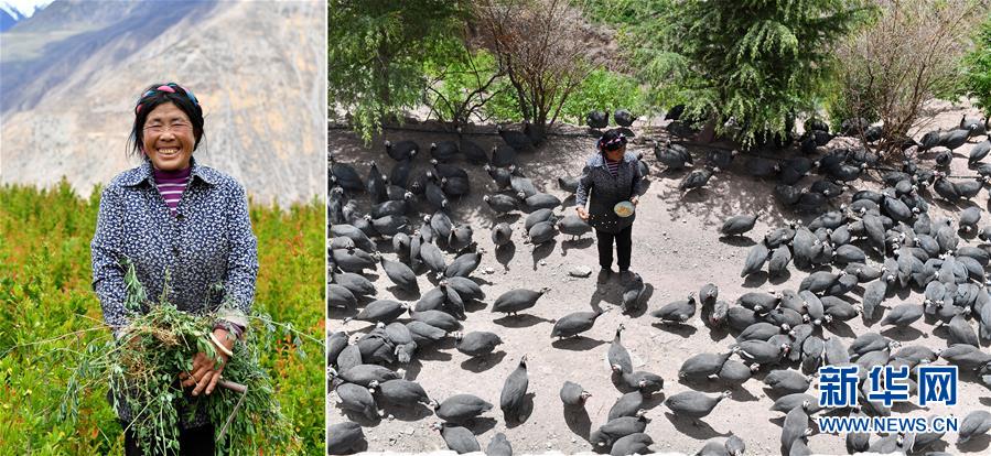 (脫貧攻堅(jiān)·圖片故事)(7)藏東大地脫貧影像