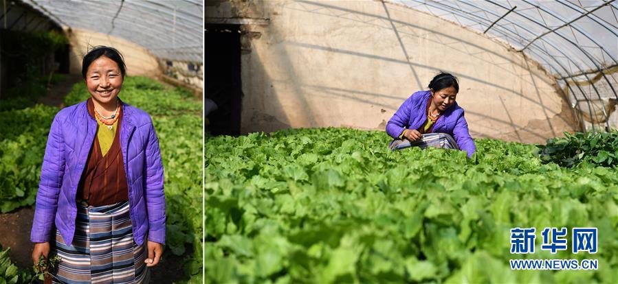 (脫貧攻堅(jiān)·圖片故事)(12)藏東大地脫貧影像