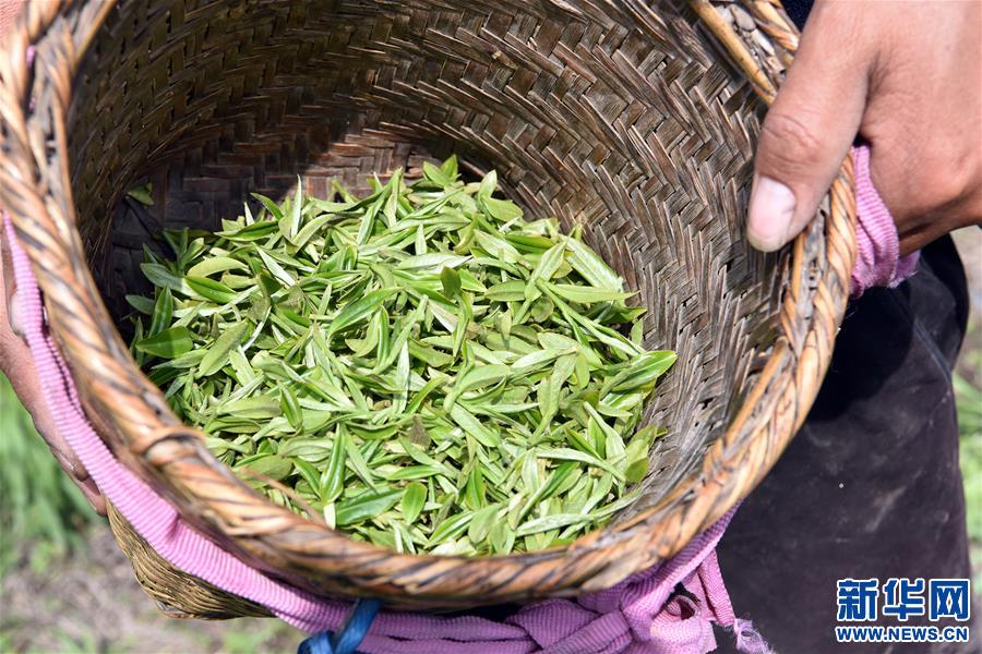 (脫貧攻堅)(7)西藏察隅首批春茶開采