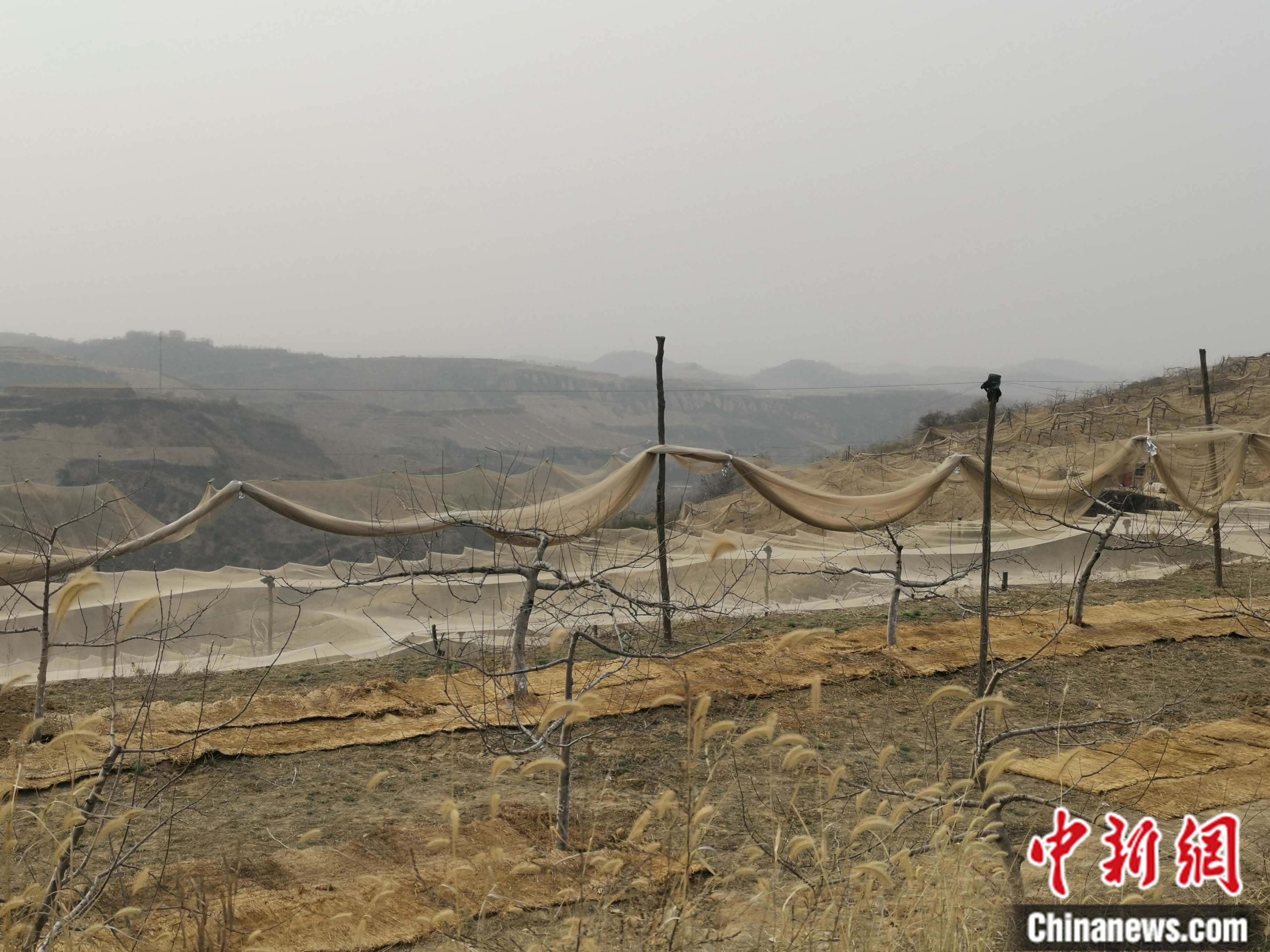 陜西省延安市寶塔區(qū)柳林鎮(zhèn)麻塔村蘋果園。 <a target='_blank'  ><p  align=