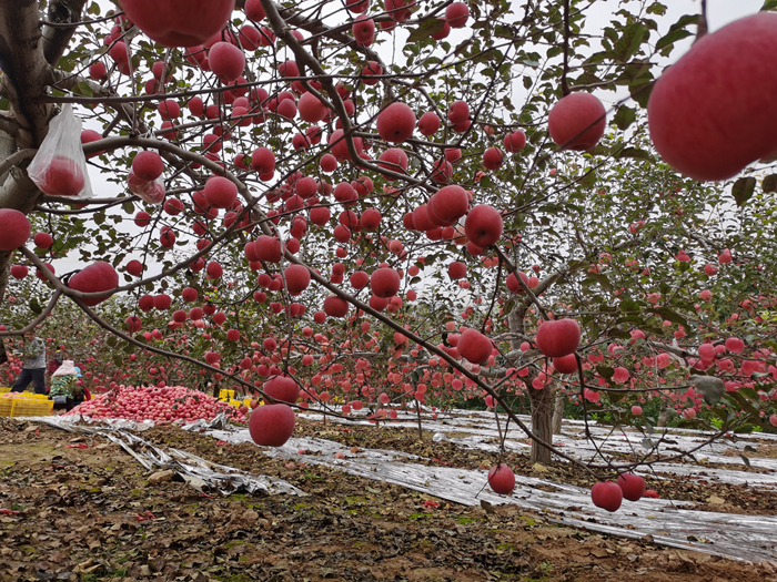 延安蘋果。來源：柳林鎮(zhèn)果技站供圖。