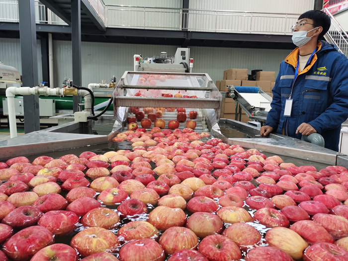 智能選果線清洗。來源：柳林鎮(zhèn)果技站供圖。