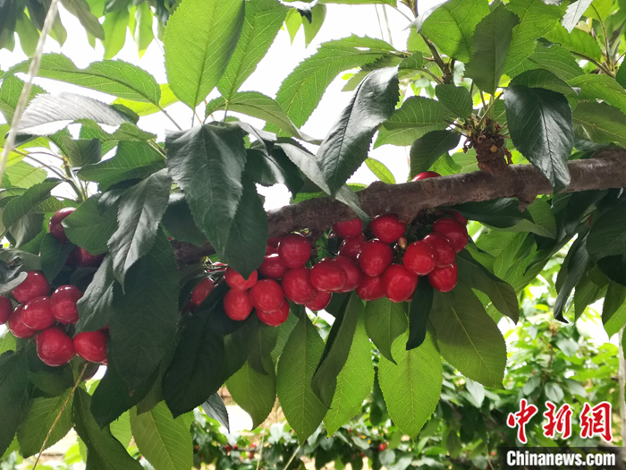 陜西省子長市盛宇現(xiàn)代農(nóng)業(yè)示范園內(nèi)，櫻桃鮮艷欲滴。<a target='_blank'  ><p  align=