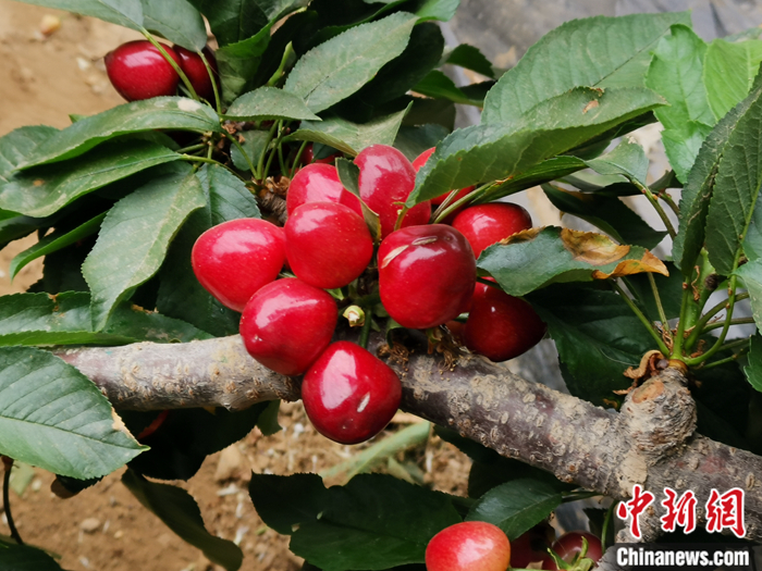 陜西省子長市盛宇現(xiàn)代農(nóng)業(yè)示范園內(nèi)，櫻桃鮮艷欲滴。<a target='_blank'  ><p  align=