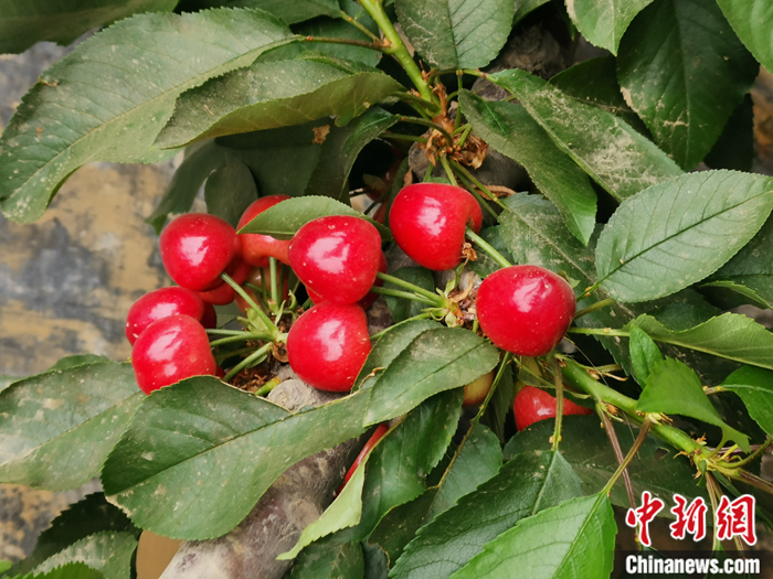 陜西省子長市盛宇現(xiàn)代農(nóng)業(yè)園區(qū)內(nèi)，櫻桃鮮艷欲滴。<a target='_blank'  ><p  align=