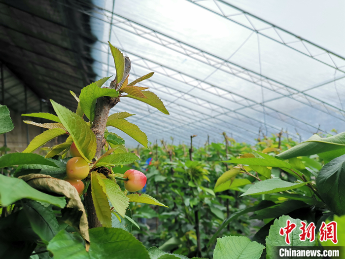 陜西省子長市盛宇現(xiàn)代農(nóng)業(yè)示范園櫻桃園區(qū)。<a target='_blank'  ><p  align=