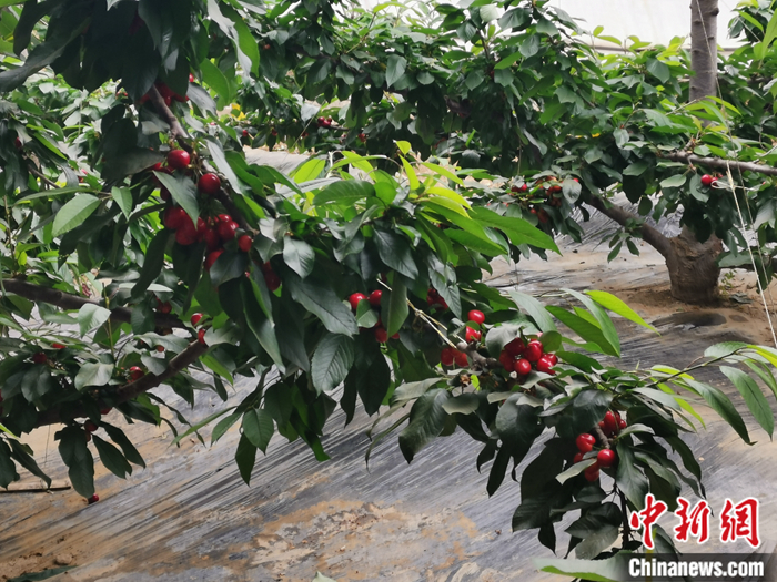 陜西省子長市盛宇現(xiàn)代農(nóng)業(yè)示范園內(nèi)，櫻桃鮮艷欲滴。<a target='_blank'  ><p  align=