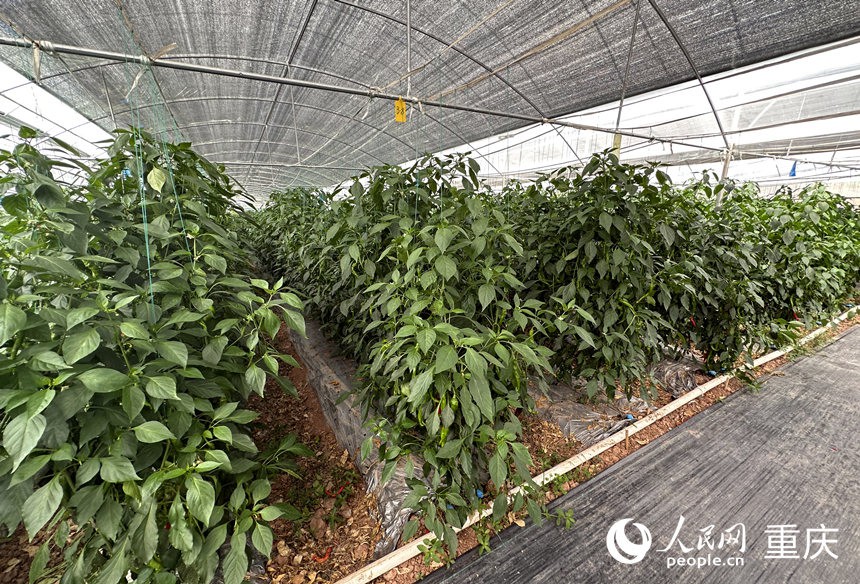 侶俸“巴岳農(nóng)莊”設(shè)施蔬菜科技園內(nèi)作物長勢良好。人民網(wǎng)記者 劉政寧攝