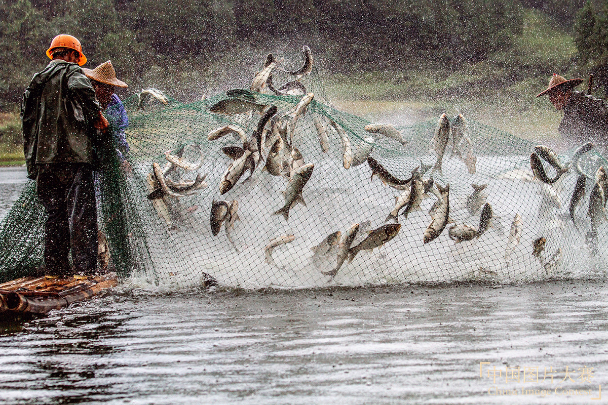 魚(yú)躍人歡樂(lè)
